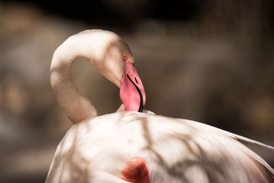 Close-up of flamingo