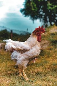 Close-up of rooster on land