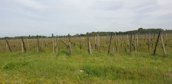 Wooden posts on field against sky