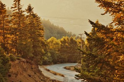 Road amidst trees in forest against sky during autumn