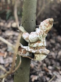 Close-up of mushroom on tree trunk