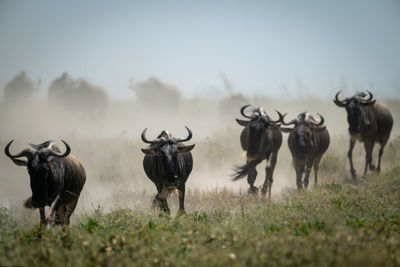 Wildebeests running on field