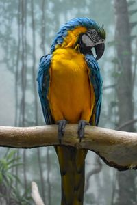 Close-up of parrot perching on branch