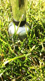 Plant growing in the background