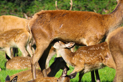 Young red deer feeding 