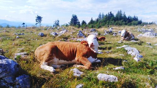 Cows in a field