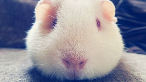 Close-up of white dog