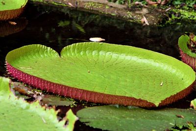 Close-up of lotus water lily in lake