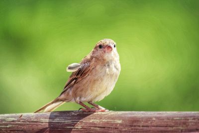 Close-up of bird perching on wood