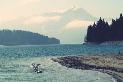 View of birds in lake against sky