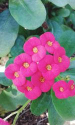 Close-up of pink flower