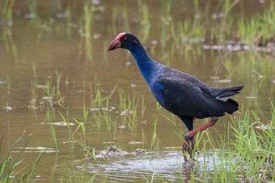 View of duck in lake