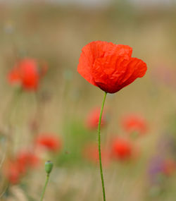 Close-up of red poppy growing on plant
