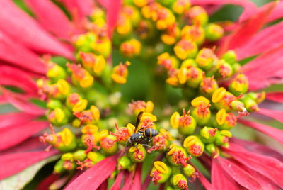 Close-up of bee pollinating on flower