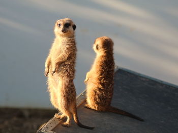 Close-up of an animal looking away