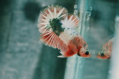 Close-up of fish swimming in sea