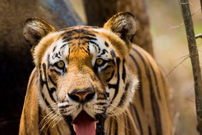 Close-up portrait of tiger