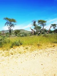 Scenic view of land against blue sky