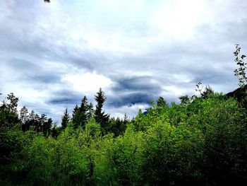 Plants growing on land against sky