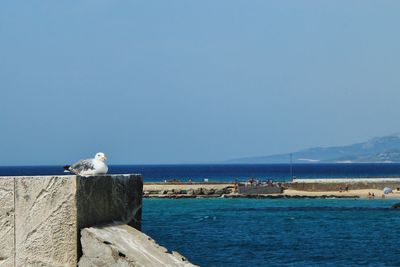 Seagull on a wall against sea and clear sky