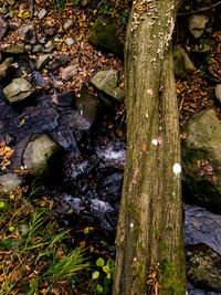 Close-up of moss growing on tree trunk in forest