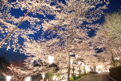 Illuminated trees against sky at night