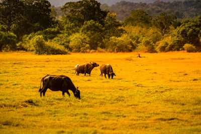 Elephants on field