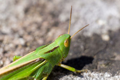 Close-up of grasshopper