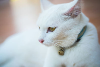 Close-up of white cat sitting on floor at home