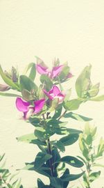 Close-up of pink flowers blooming outdoors