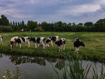 Cows standing in a lake