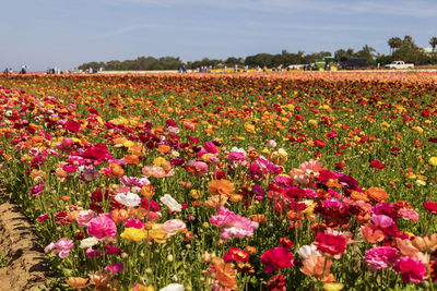 View of flowering ranunculus plants on field