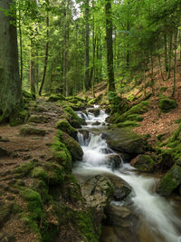 River flowing through forest