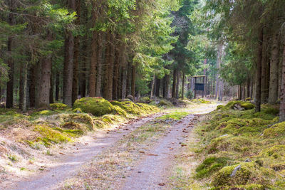 Road amidst trees in forest