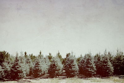 Trees growing on field against sky