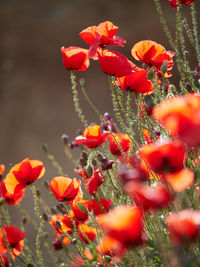 Close-up of red poppy flowers