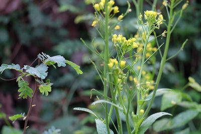 Close-up of flowering plant