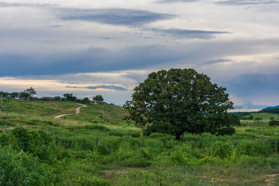 Trees on field against sky