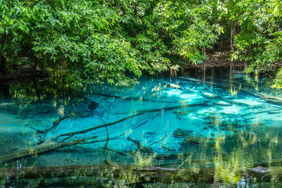 Reflection of trees in lake