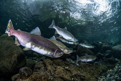 Fish swimming in sea
