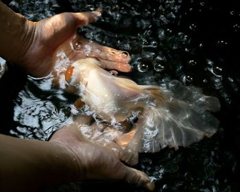 High angle view of hands by fish in water