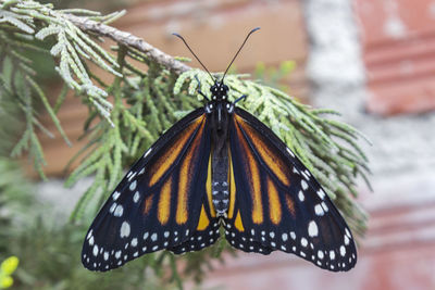 Butterfly on leaf