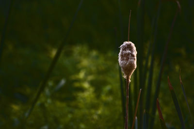 Close-up of cattail plant