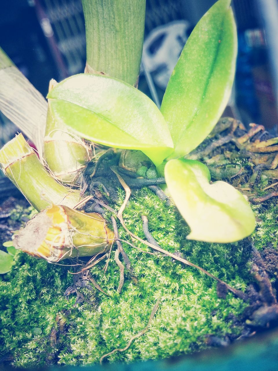 leaf, growth, plant, green color, close-up, nature, beauty in nature, water, animals in the wild, animal themes, high angle view, freshness, day, outdoors, growing, focus on foreground, no people, wildlife, white color, sunlight