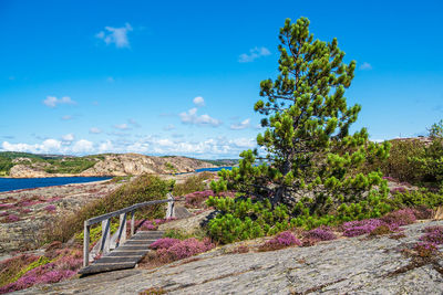 Plants growing on landscape against blue sky