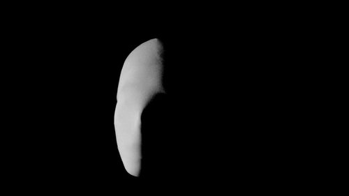 Side view of a bird over black background