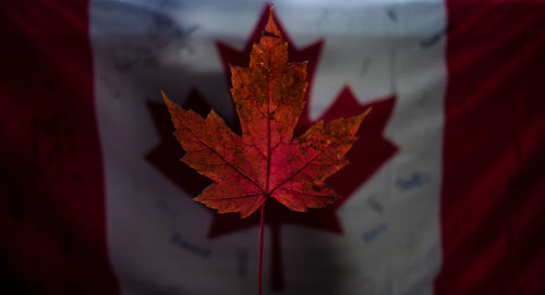 Close-up of maple leaf during autumn