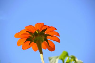 Low angle view of orange cosmos flower against clear sky