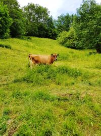 View of a horse on field