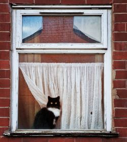 Cat looking through window